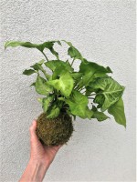 /album/aktualne-k-prodeji/img-20190528-102139-resized-20190529-025508726-2-jpg/